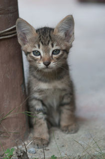 PAC kittens seeking home donation phangan animal