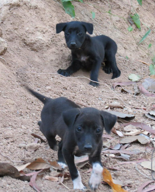 phangan puppies donatian family home phangan