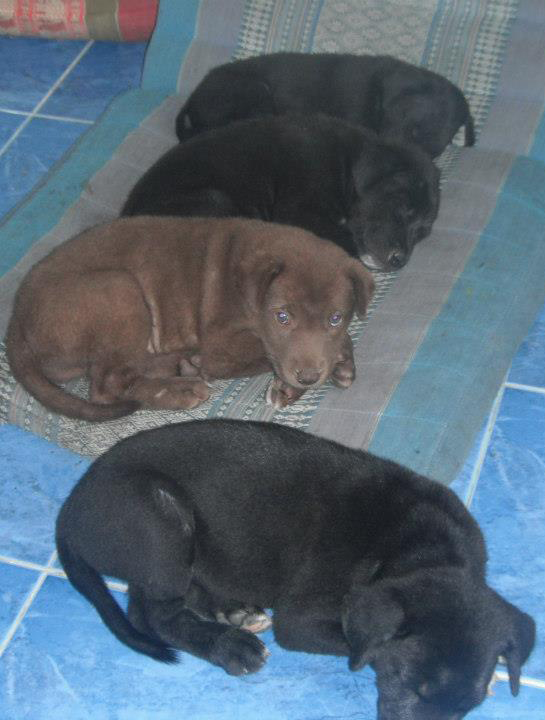 puppies pac donation phangan puppies