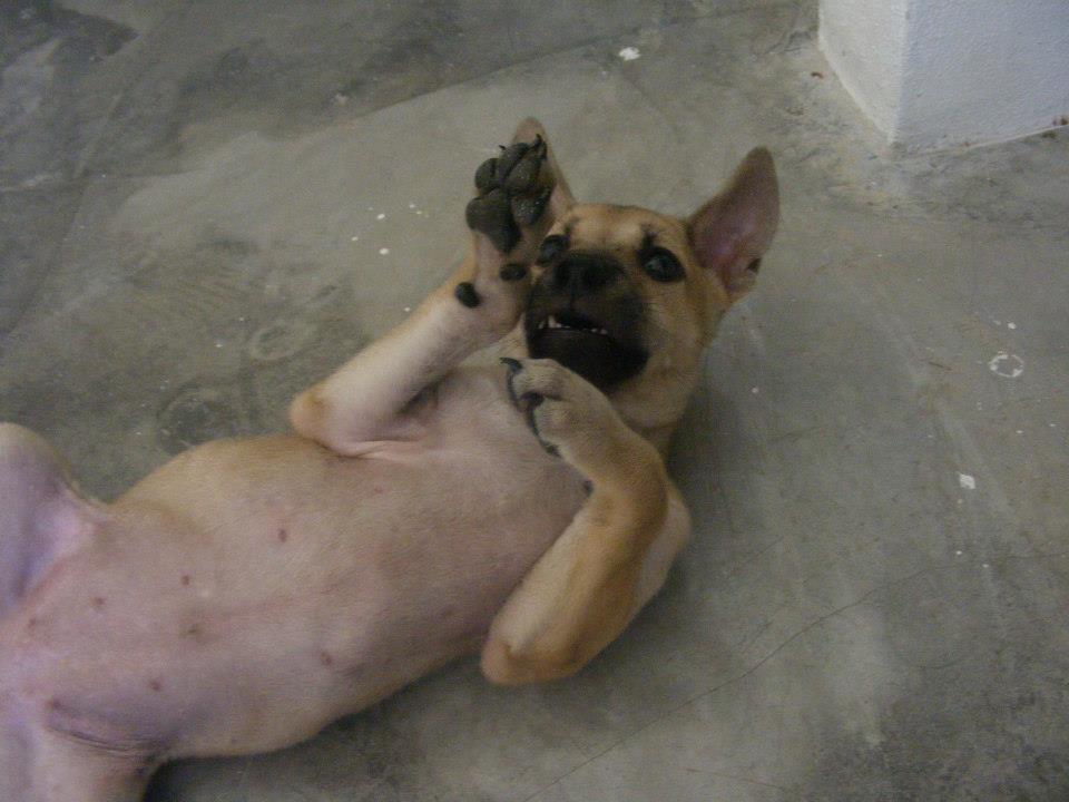 pac, dontaion, puppy, home, looking phangan animal care