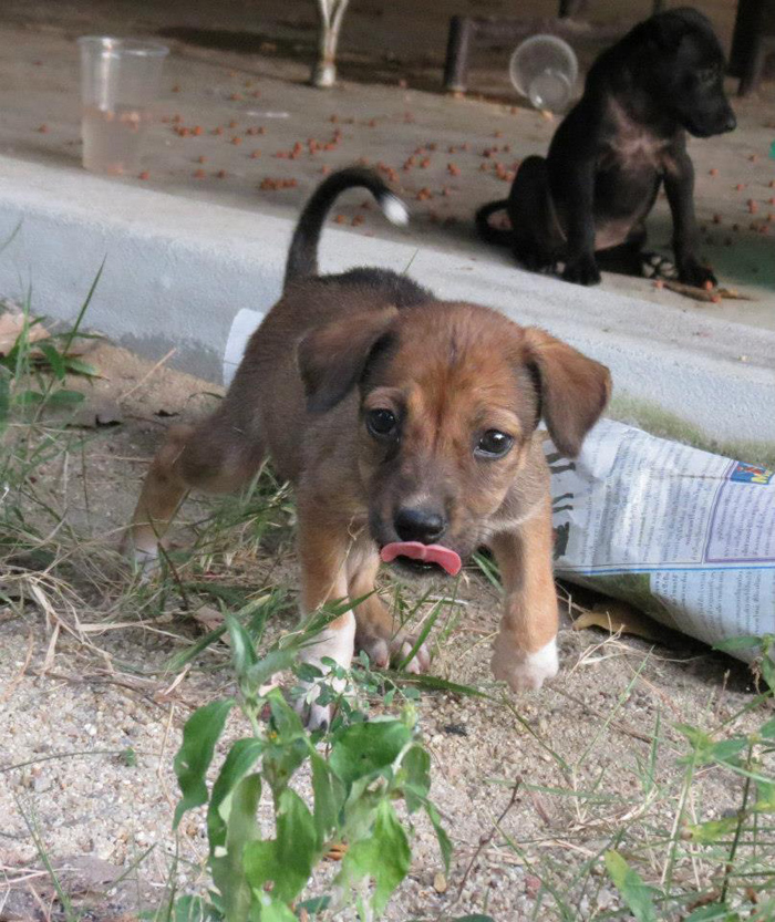 phangan puppies looking for home volenteer help