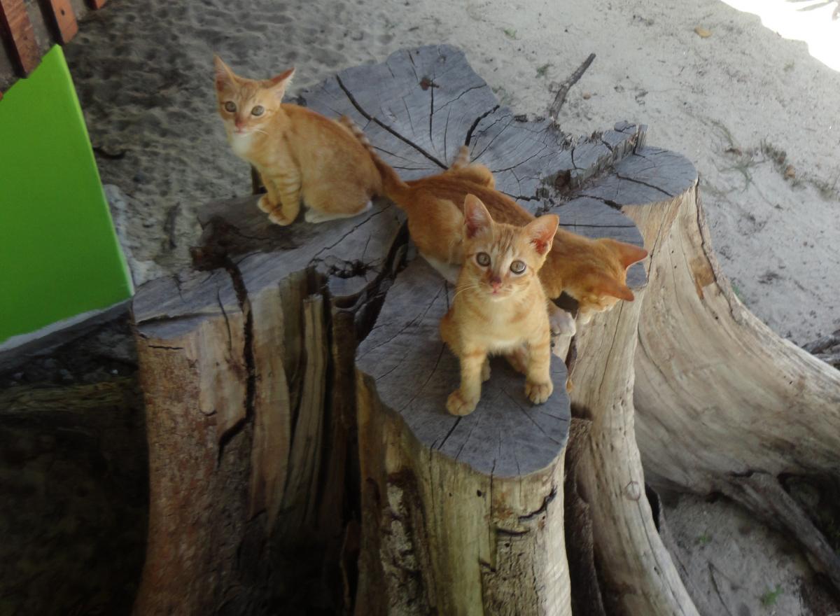 PAC phangan animal care dog cat kittens puppies