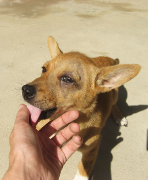 pac koh phangan - puppy for adoption