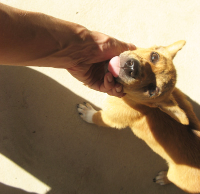 pac koh phangan - puppy for adoption