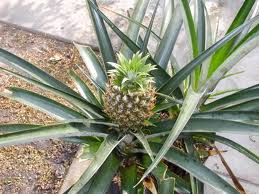 koh phangan pineapple