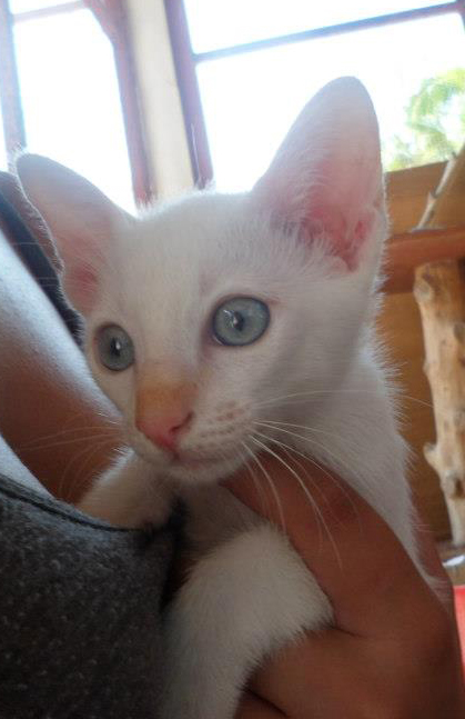 PAC kitten donation volunteer animal care phangan help vet pet